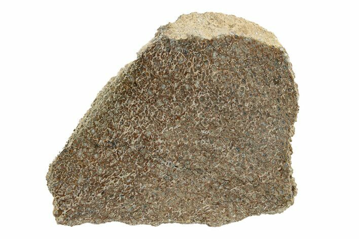 Polished Dinosaur Bone (Gembone) Slab - Morocco #271410